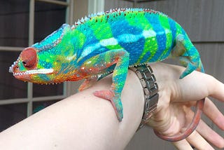 How to Tell If Your Chameleon is Happy