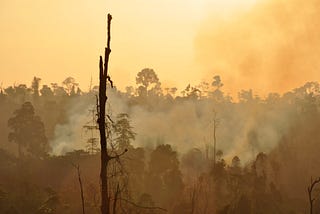 Smoke rises during a forest fire with the burned remains of a tree in the foreground still standing near other trees that survived the blaze. The sky appears tangerine colored due to the smoldering fire.