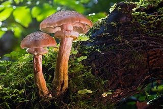 Mushrooms growing on a mossy branch.