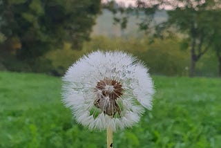 A make-a-wish dandelion.