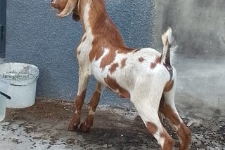 THE TYING DOWN HE-GOAT MUST FEED BY THE OWNER.