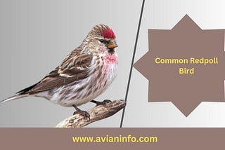 How to Identify Common Redpoll Bird?