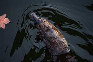 Platypuses are real: the hodgepodge approach to sustainability (part 2)