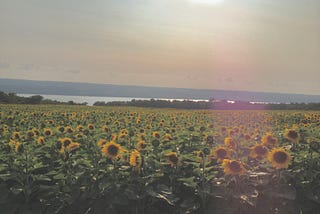 Sunflowers Rarely Break: An Introduction