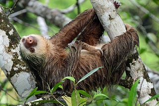 Sloths Are Amazing