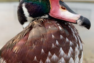 Closeup of a male wood duck