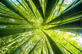 Growing Agile From Roots to Heights: Bamboo Model to Overcome Challenges