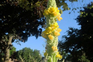 Mullein is used in herbal medicine, and the tall flower spikes were purportedly dipped in beef…