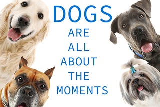 Dogs are all about the moments