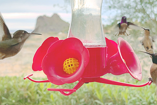 One brave female hummingbird defending the feeder against three other hummingbirds in Loreto, BCS, Mexico
