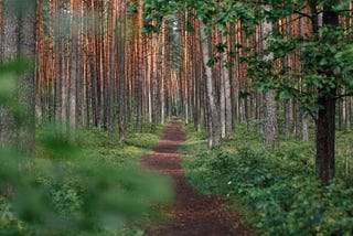Photo of a forest pathway.