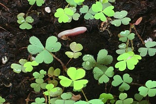 A wild plant of heart shape leaves in three on my pot.