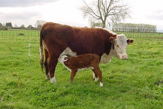 Domestic Supply of Infants — A Modest Proposal