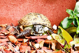 Lessons Learned from My Russian Tortoise