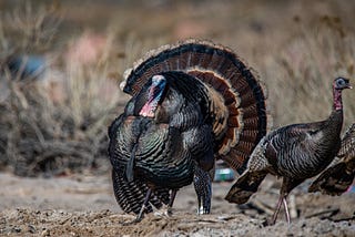A male turkey displays his plumage while courting a potential mate.