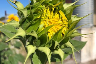 Sunflower that hasn’t bloomed