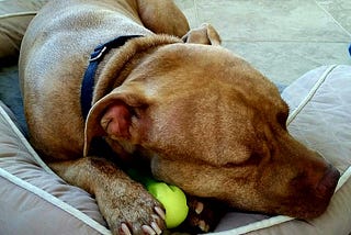 Pet Loss — Anticipatory Grief