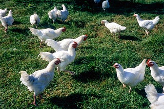 eggXYt & Tropic Biosciences announce groundbreaking project to develop Avian Flu resistant chickens.