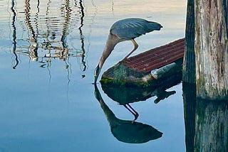 A heron leans over the water, it’s reflection clear below it.
