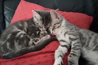 Kitten Love