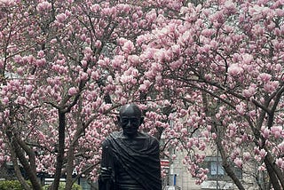 Statue of Gandhi at Union Square, NYC . Overhead and behind him, magnolia trees are in peak bloom.