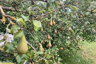 Pears With A Nasty Sting In The Tail