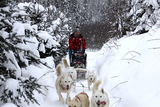 Learning to Mush: Tales from the Dogsled Trail