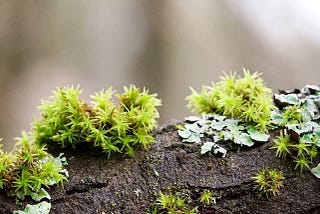 A photograph shows a tree branch with several species of moss and lichen growing on it