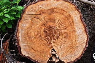 How Tree Rings Function as Time Capsules