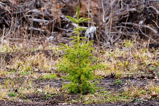 Reforestation vs. Afforestation: What’s the difference and does it matter?