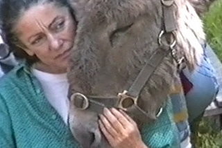 My Donkey Committed Suicide
