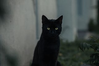 Black cat and Chinki