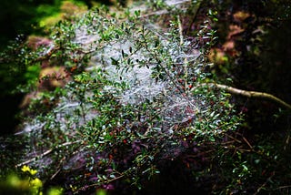 Spiderwebs in the rain