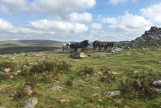 A group of horses on a rocky hill