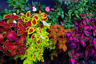 A comprehensive guide to Coleus plants