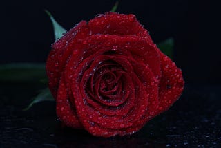 Well Known Perfumes that Makes the Best Gift Choice!