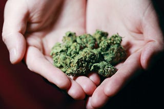 A person holding cannabis buds