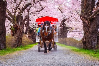 A horse-drawn carriage carrying visitors leisurely down a gravel path lined with thousands of fully bloomed cherry blossom trees at Kitakami Tenshochi Park. The scene, part of the annual Kitakami Tenshochi Sakura Festival, captures the vibrant pink canopies arching overhead as the horse pulls the cart beneath the blossoms, offering a timeless and tranquil springtime experience in Iwate.