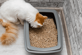 Understanding The Different Types of Litter Boxes for Your Cat