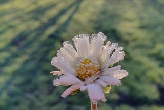 A daisy covered in frost.
