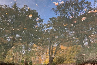 A Reflection Photo