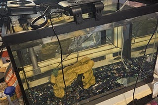I am now a proud owner of a goldfish