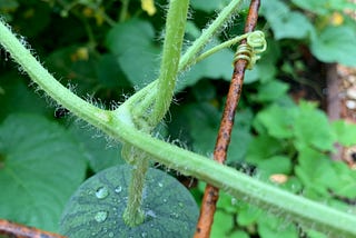 Life Lessons from My Watermelon Plants: Enjoying life’s delicious fruit and celebrating the…