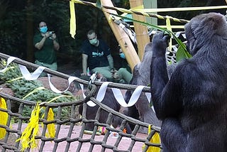 We threw a birthday party for a GORILLA!