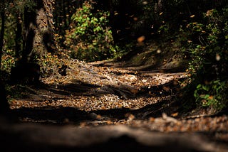 The Biosphere Where Millions Of Butterflies Gather At One Time