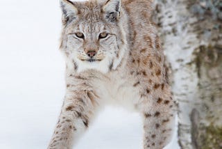 Sneaky Lynx