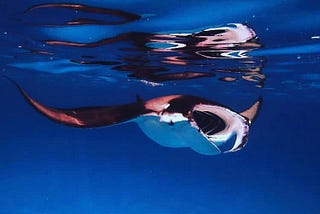 The powerful mirror of the reef manta ray