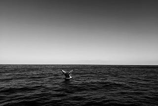 A whale returning to the water in the distance