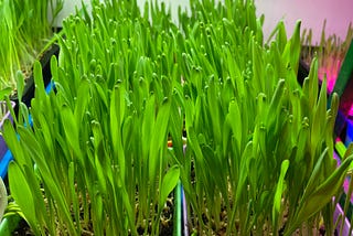 Barley Grass is the Easiest Thing I’ve Grown