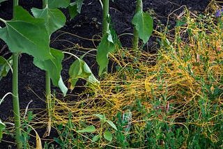 This Plant can Hear Other Plants Talk